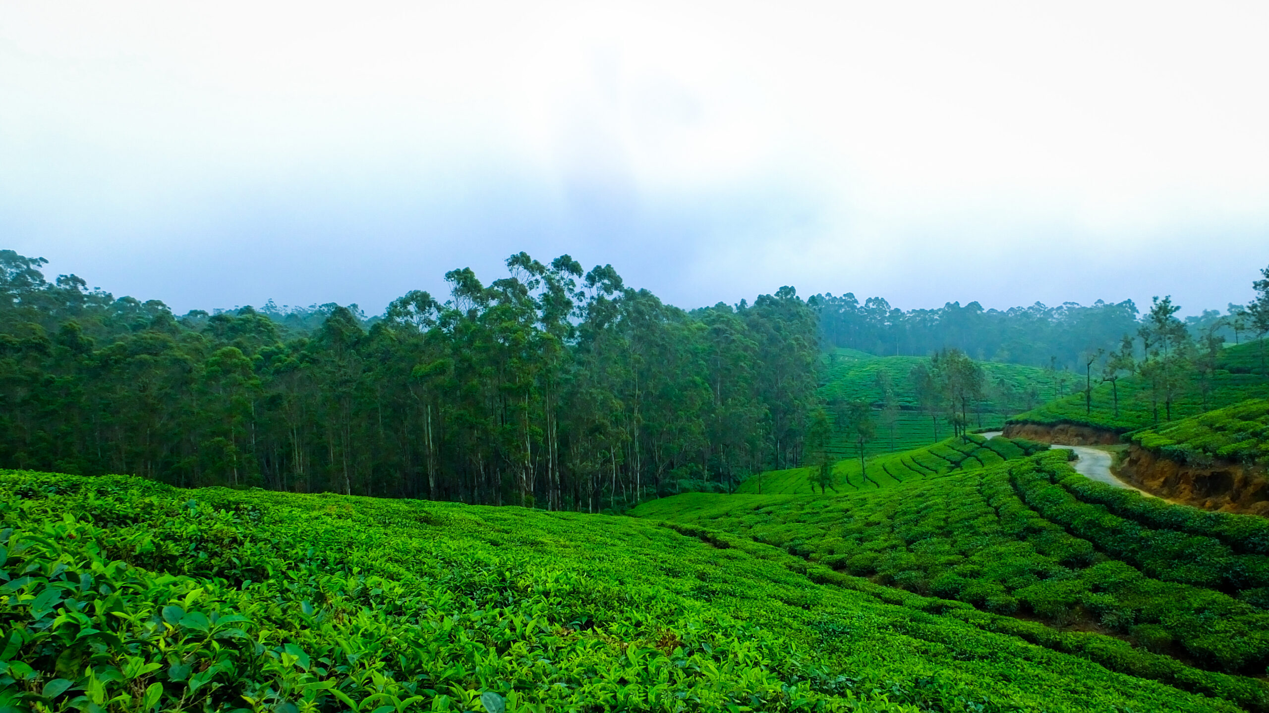 Munnar Holidays Packages | Travels in Munnar | Munnar Tour Packages | Tent Camping in Munnar | Jeep Safari in Munnar | Jeep Safari Munnar | Tent Camping Munnar | Munnar Tour Packages | Munnar Tour Packages for Family | Group Tour Packages | Corporate Tour Packages | Munnar Honeymoon Packages | Munnar Taxi Services | Cab Rental in Munnar | Munnar Sightseeing Places | Local Sightseeing in Munnar | Sightseeing Places in Munnar | Jeep Safari in Munnar | Trekking in Munnar | Sunrise Trekking in Munnar | Kolukkumalai Trekking in Munnar |Best Travels in Munnar | Best Holiday Packages in Munnar | Holidays in Munnar | Holiday Packages in Munnar | Taxi Service in Munnar | Outstation Trips in Munnar | Room Booking in Munnar | Munnar Room Booking | Hotel Booking in Munnar | Munnar Hotels | Munnar Cottages | Munnar Resorts | Sightseeing Places Near me | Munnar Vacation Packages | Hiking Trials in Munnar | Munnar Hiking Trails | Munnar Trekking Packages | Tent Camping Munnar | Tent Camping Stay | Jeep Trekking in Munnar | Best Trekking in Munnar | Chokramudi Trekking in Munnar | Munnar Trekking Booking | Munnar Trekking Packages | Best Jeep Safari in Munnar | South India Tour | Allepey Tour | Kerala Tours | Madurai Tours | Munnar Tour Packages from Kochi | Cheap Munnar Tour Packages | Adventure Munnar | Off Road