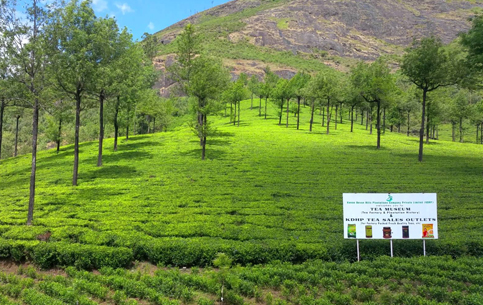 Munnar Holidays Packages | Travels in Munnar | Munnar Tour Packages | Tent Camping in Munnar | Jeep Safari in Munnar | Jeep Safari Munnar | Tent Camping Munnar | Munnar Tour Packages | Munnar Tour Packages for Family | Group Tour Packages | Corporate Tour Packages | Munnar Honeymoon Packages | Munnar Taxi Services | Cab Rental in Munnar | Munnar Sightseeing Places | Local Sightseeing in Munnar | Sightseeing Places in Munnar | Jeep Safari in Munnar | Trekking in Munnar | Sunrise Trekking in Munnar | Kolukkumalai Trekking in Munnar |Best Travels in Munnar | Best Holiday Packages in Munnar | Holidays in Munnar | Holiday Packages in Munnar | Taxi Service in Munnar | Outstation Trips in Munnar | Room Booking in Munnar | Munnar Room Booking | Hotel Booking in Munnar | Munnar Hotels | Munnar Cottages | Munnar Resorts | Sightseeing Places Near me | Munnar Vacation Packages | Hiking Trials in Munnar | Munnar Hiking Trails | Munnar Trekking Packages | Tent Camping Munnar | Tent Camping Stay | Jeep Trekking in Munnar | Best Trekking in Munnar | Chokramudi Trekking in Munnar | Munnar Trekking Booking | Munnar Trekking Packages | Best Jeep Safari in Munnar | South India Tour | Allepey Tour | Kerala Tours | Madurai Tours | Munnar Tour Packages from Kochi | Cheap Munnar Tour Packages | Adventure Munnar | Off Road