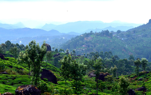 Munnar Holidays Packages | Travels in Munnar | Munnar Tour Packages | Tent Camping in Munnar | Jeep Safari in Munnar | Jeep Safari Munnar | Tent Camping Munnar | Munnar Tour Packages | Munnar Tour Packages for Family | Group Tour Packages | Corporate Tour Packages | Munnar Honeymoon Packages | Munnar Taxi Services | Cab Rental in Munnar | Munnar Sightseeing Places | Local Sightseeing in Munnar | Sightseeing Places in Munnar | Jeep Safari in Munnar | Trekking in Munnar | Sunrise Trekking in Munnar | Kolukkumalai Trekking in Munnar |Best Travels in Munnar | Best Holiday Packages in Munnar | Holidays in Munnar | Holiday Packages in Munnar | Taxi Service in Munnar | Outstation Trips in Munnar | Room Booking in Munnar | Munnar Room Booking | Hotel Booking in Munnar | Munnar Hotels | Munnar Cottages | Munnar Resorts | Sightseeing Places Near me | Munnar Vacation Packages | Hiking Trials in Munnar | Munnar Hiking Trails | Munnar Trekking Packages | Tent Camping Munnar | Tent Camping Stay | Jeep Trekking in Munnar | Best Trekking in Munnar | Chokramudi Trekking in Munnar | Munnar Trekking Booking | Munnar Trekking Packages | Best Jeep Safari in Munnar | South India Tour | Allepey Tour | Kerala Tours | Madurai Tours | Munnar Tour Packages from Kochi | Cheap Munnar Tour Packages | Adventure Munnar | Off Road