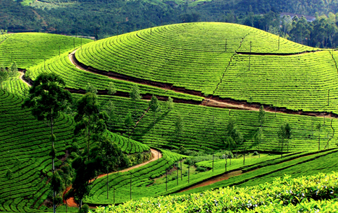 Munnar Holidays Packages | Travels in Munnar | Munnar Tour Packages | Tent Camping in Munnar | Jeep Safari in Munnar | Jeep Safari Munnar | Tent Camping Munnar | Munnar Tour Packages | Munnar Tour Packages for Family | Group Tour Packages | Corporate Tour Packages | Munnar Honeymoon Packages | Munnar Taxi Services | Cab Rental in Munnar | Munnar Sightseeing Places | Local Sightseeing in Munnar | Sightseeing Places in Munnar | Jeep Safari in Munnar | Trekking in Munnar | Sunrise Trekking in Munnar | Kolukkumalai Trekking in Munnar |Best Travels in Munnar | Best Holiday Packages in Munnar | Holidays in Munnar | Holiday Packages in Munnar | Taxi Service in Munnar | Outstation Trips in Munnar | Room Booking in Munnar | Munnar Room Booking | Hotel Booking in Munnar | Munnar Hotels | Munnar Cottages | Munnar Resorts | Sightseeing Places Near me | Munnar Vacation Packages | Hiking Trials in Munnar | Munnar Hiking Trails | Munnar Trekking Packages | Tent Camping Munnar | Tent Camping Stay | Jeep Trekking in Munnar | Best Trekking in Munnar | Chokramudi Trekking in Munnar | Munnar Trekking Booking | Munnar Trekking Packages | Best Jeep Safari in Munnar | South India Tour | Allepey Tour | Kerala Tours | Madurai Tours | Munnar Tour Packages from Kochi | Cheap Munnar Tour Packages | Adventure Munnar | Off Road